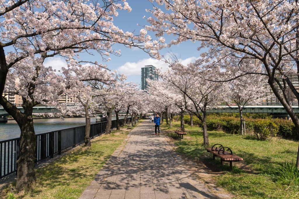 where to see cherry blossoms in osaka